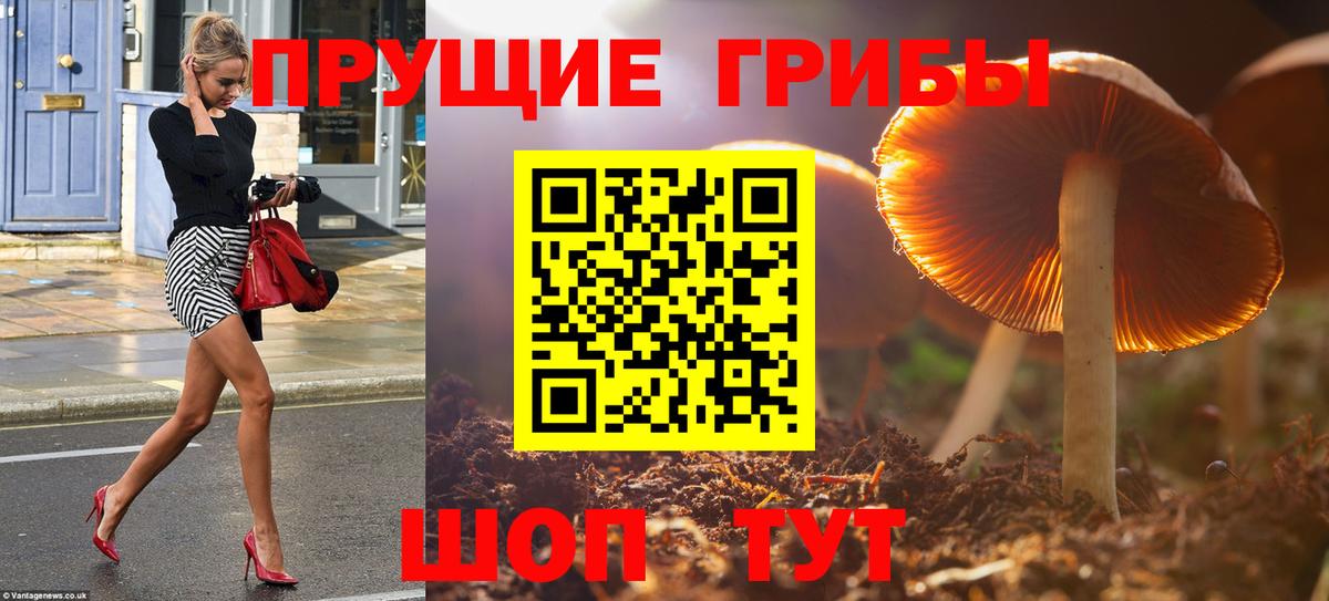 Псилоцибиновые грибы Cubensis  Вход с VPN  Галлюциногенные грибы прущие грибы  цены   Корсаков 